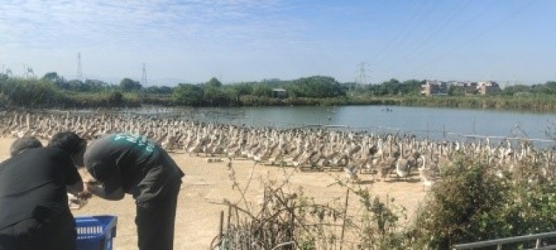 【佛山三水】三年马岗鹅淘汰种鹅产地直供
