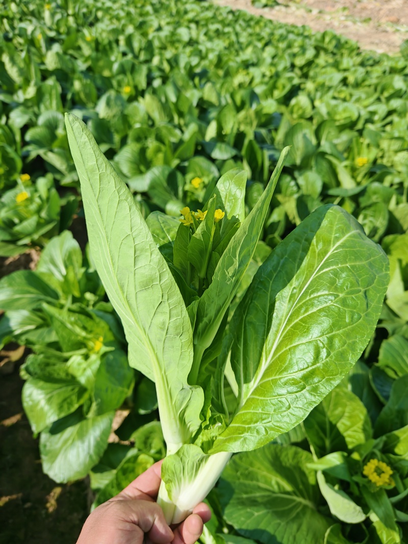 精品白菜苔，湖南白菜苔芽白苔电商，商超食堂白菜苔
