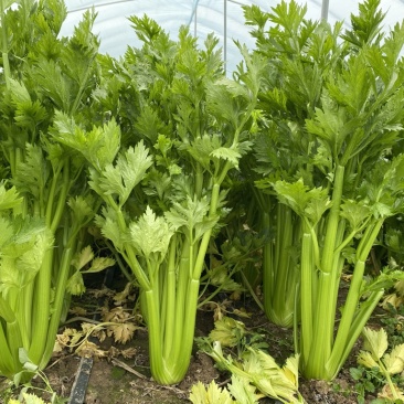 鹿邑精品西芹