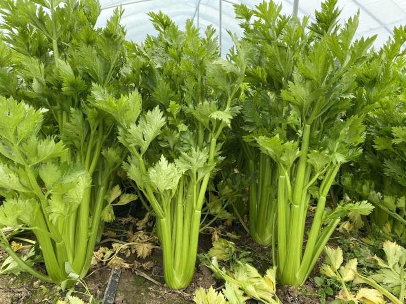 鹿邑精品西芹