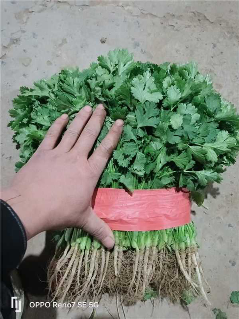 香菜品质保证服务周到产地直发价格美丽欢迎联系