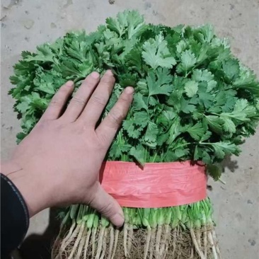 香菜品质保证服务周到产地直发价格美丽欢迎联系