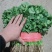 香菜品质保证服务周到产地直发价格美丽欢迎联系