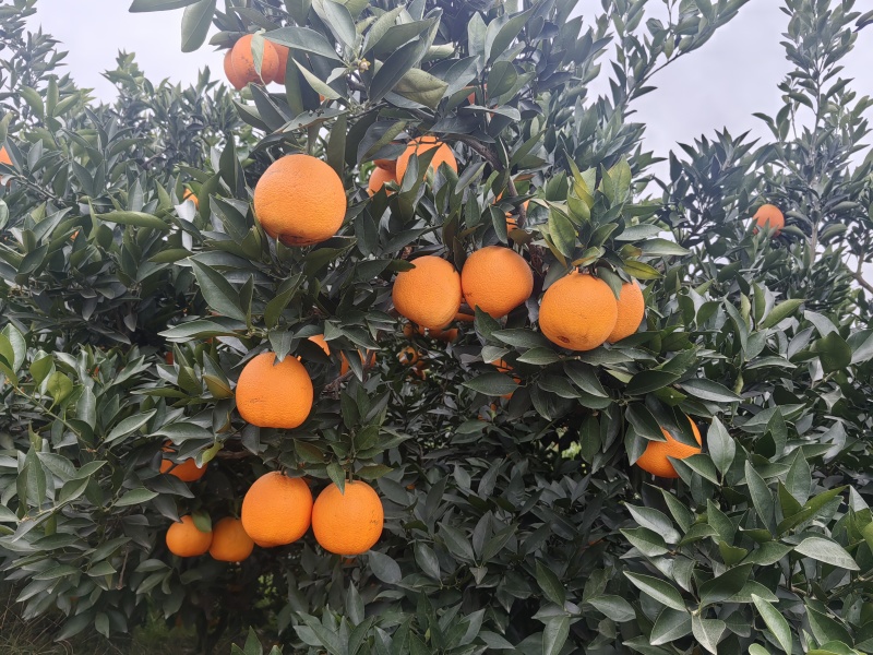 【推荐】金堂脐橙，产地直发视频看货欢迎咨询