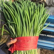 韭菜河北小叶韭菜大量上市产地发货一手货源充足，量大从优