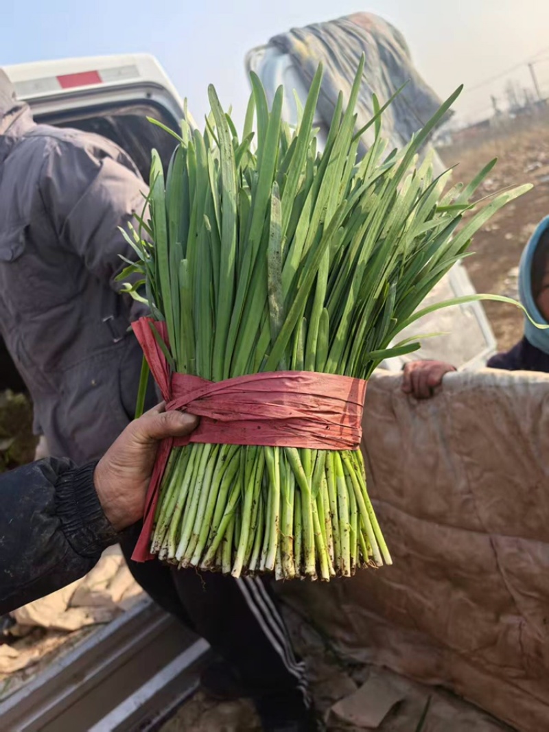 韭菜河北小叶韭菜大量上市产地发货一手货源充足，量大从优