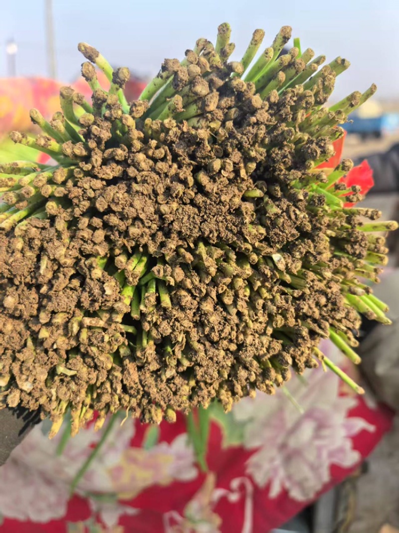 韭菜河北小叶韭菜大量上市产地发货一手货源充足，量大从优