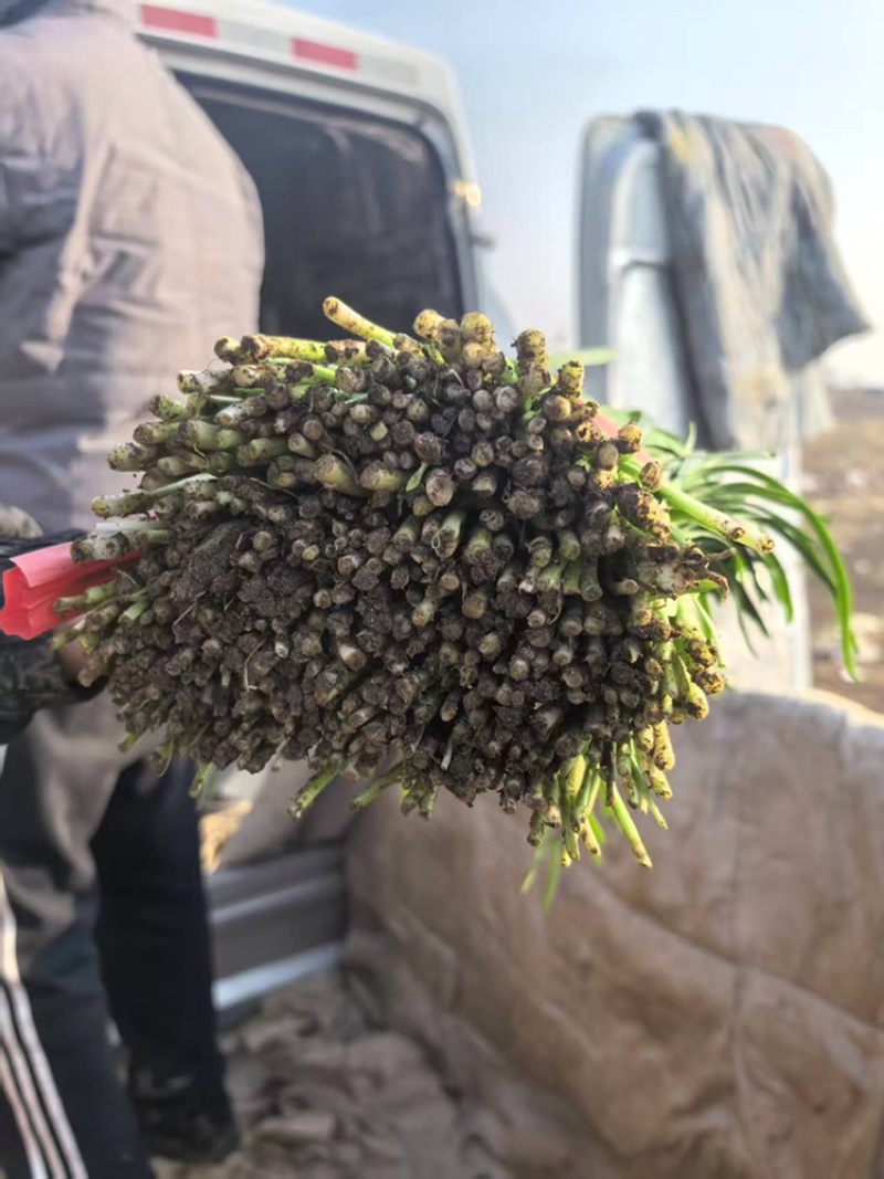 韭菜河北小叶韭菜大量上市产地发货一手货源充足，量大从优