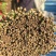 韭菜河北小叶韭菜大量上市产地发货一手货源充足，量大从优