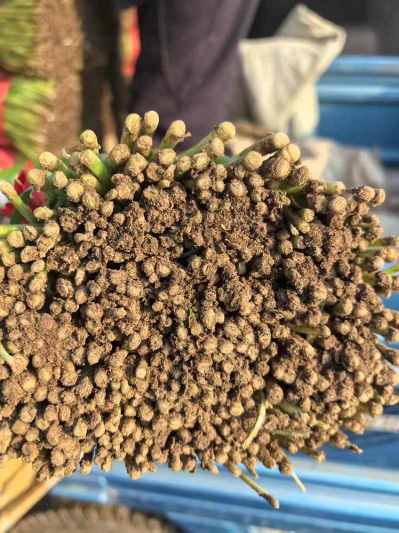 韭菜河北小叶韭菜大量上市产地发货一手货源充足，量大从优