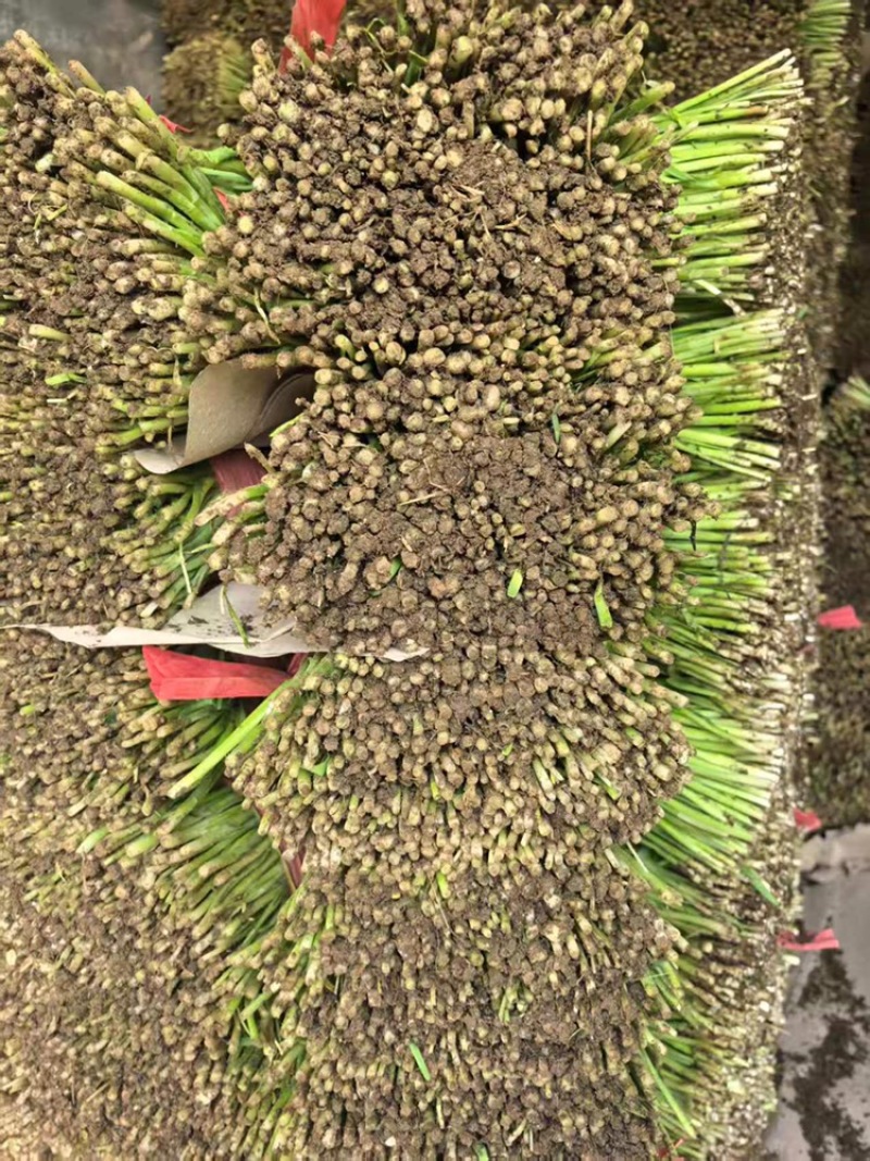 韭菜河北小叶韭菜大量上市产地发货一手货源充足，量大从优