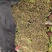 韭菜河北小叶韭菜大量上市产地发货一手货源充足，量大从优