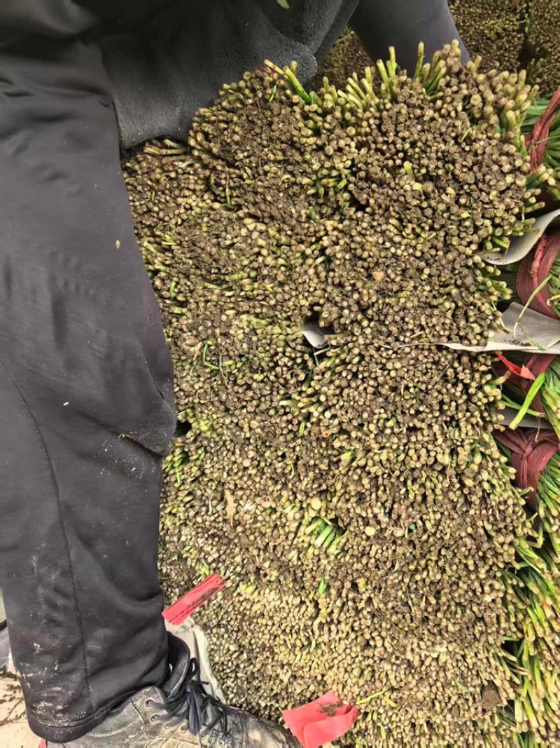 韭菜河北小叶韭菜大量上市产地发货一手货源充足，量大从优