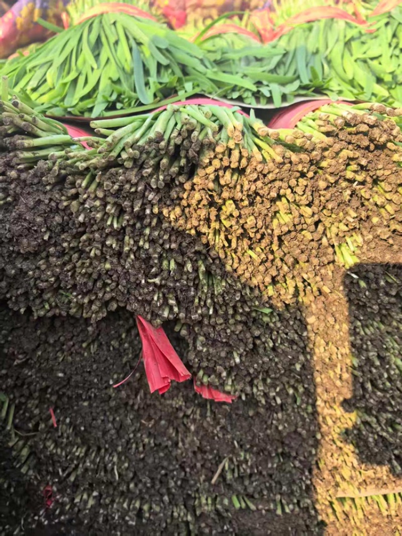 韭菜河北小叶韭菜大量上市产地发货一手货源充足，量大从优
