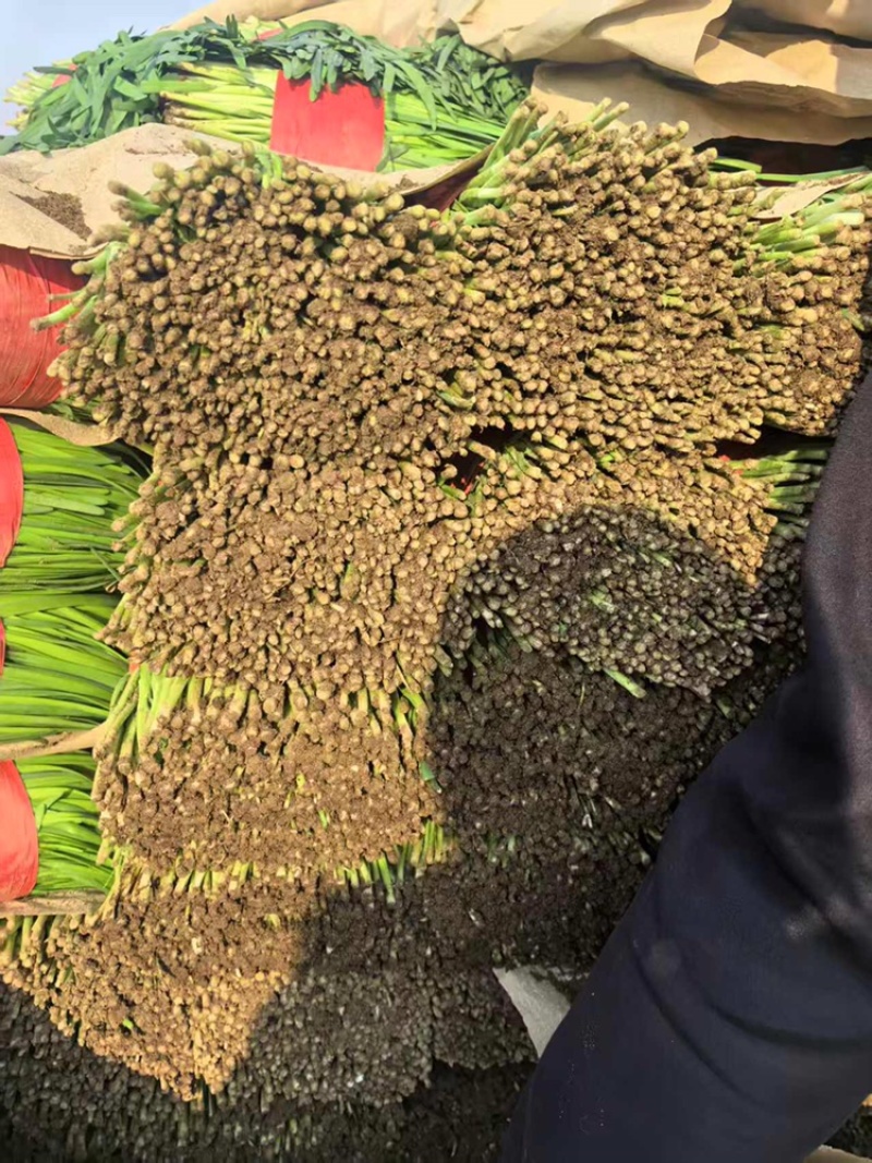 韭菜河北小叶韭菜大量上市产地发货一手货源充足，量大从优