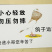 青岛快递活体代发，鸽子