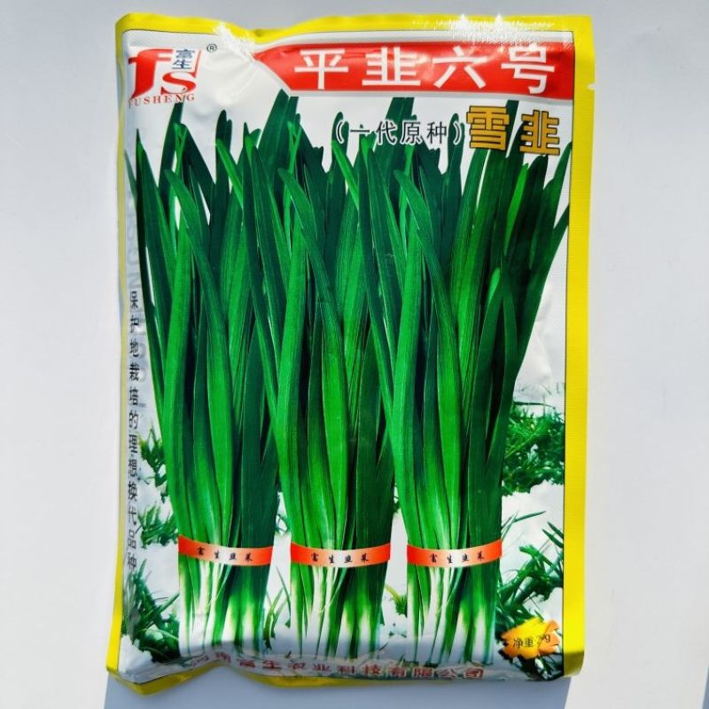 平韭六号韭菜种子一代原种分孽力强辛辣味浓耐热韭菜种子