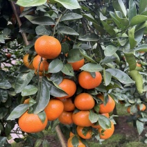 【精选】重庆开州三月红默科特大量上市欢迎来电咨询