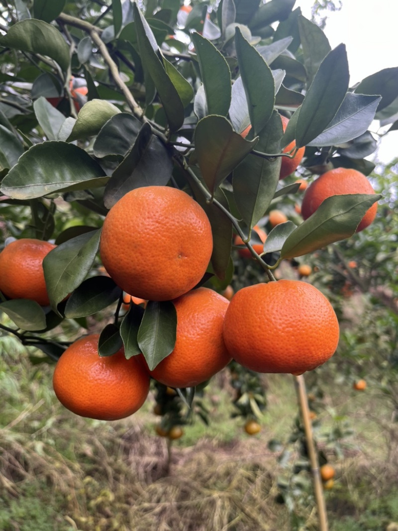【精选】重庆开州三月红默科特大量上市欢迎来电咨询
