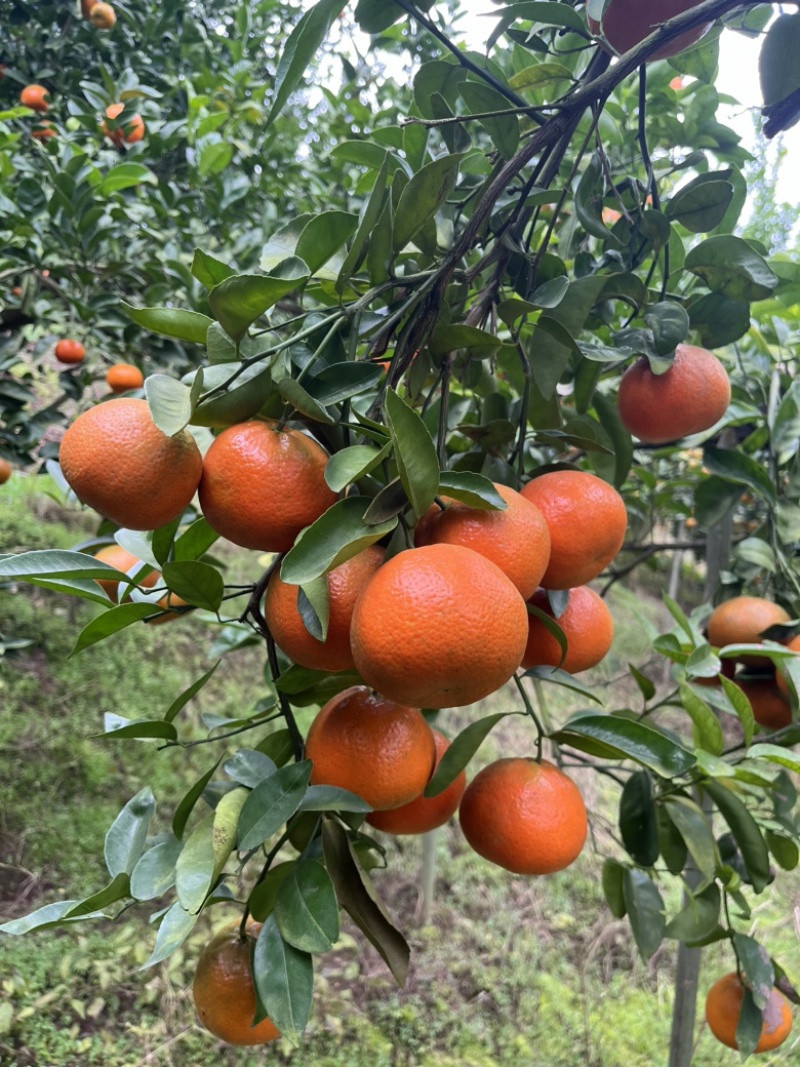 【精选】重庆开州三月红默科特大量上市欢迎来电咨询
