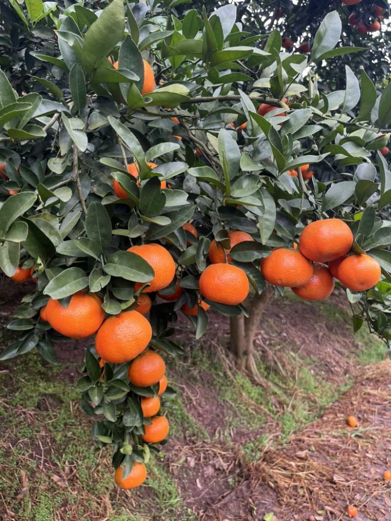 【精选】重庆开州三月红默科特大量上市欢迎来电咨询