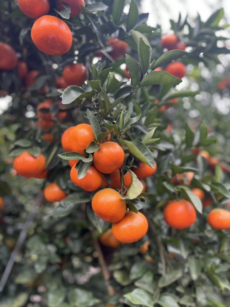 【精选】重庆开州三月红默科特大量上市欢迎来电咨询