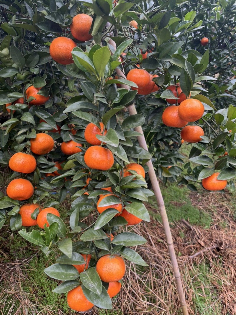 【精选】重庆开州三月红默科特大量上市欢迎来电咨询
