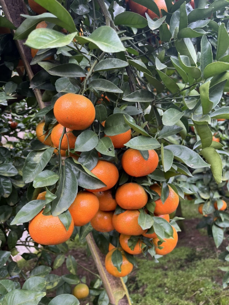 【精选】重庆开州三月红默科特大量上市欢迎来电咨询