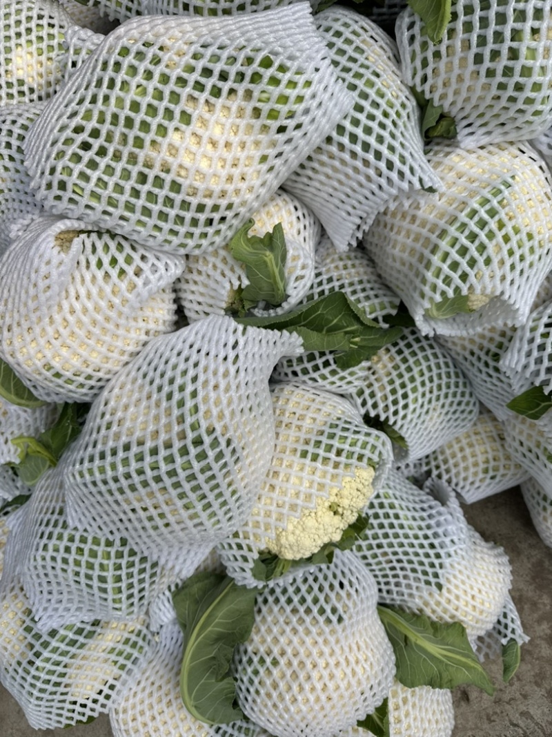 精品散花颜色白净个头均匀价格优美