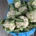 精品散花颜色白净个头均匀价格优美