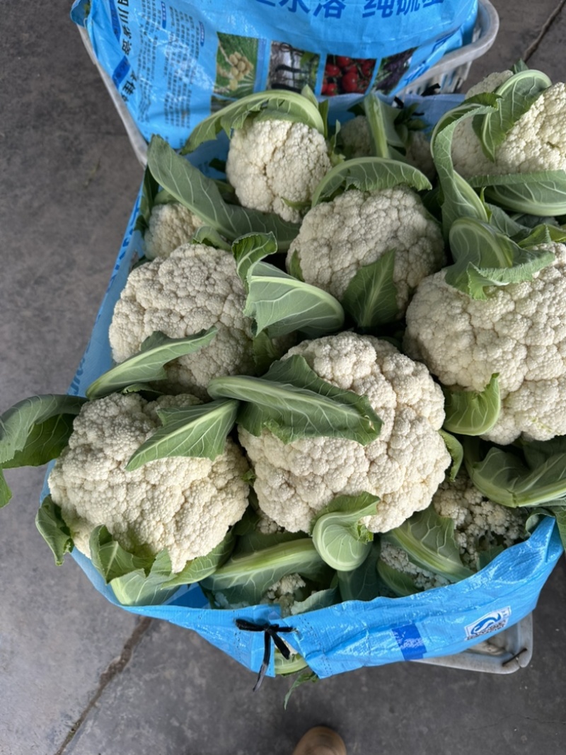 精品散花颜色白净个头均匀价格优美
