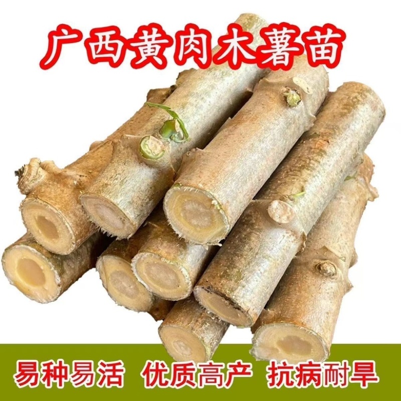 广西华南9号黄心木薯苗