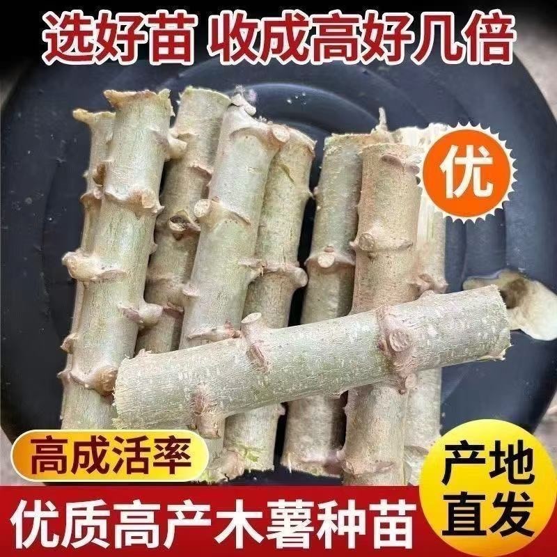 广西华南9号黄心木薯苗