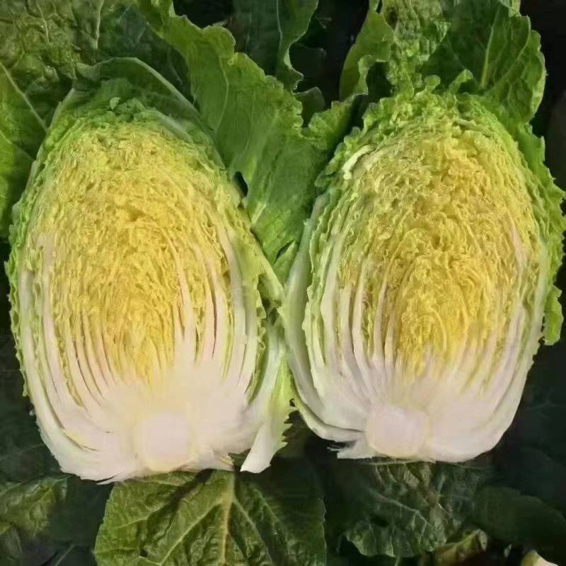 精品黄心白菜大量上市