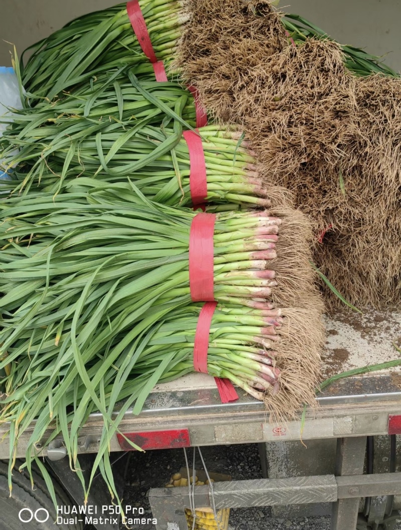 汝州精品红根蒜苗，大量供应，品质保证，电商货，批发市场等