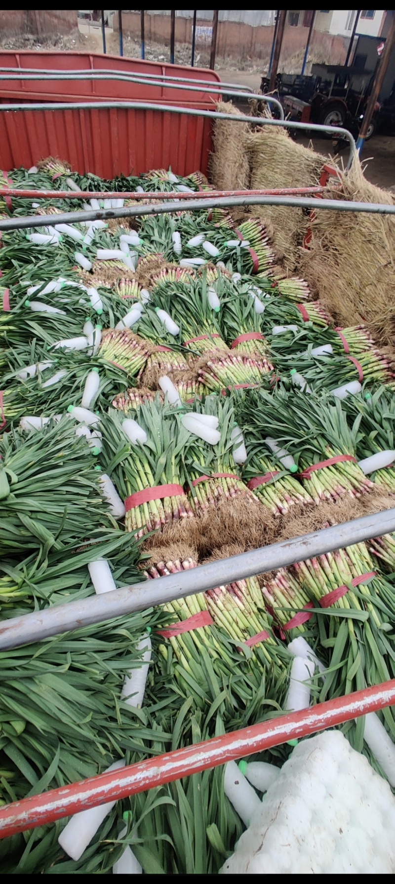 汝州精品红根蒜苗，大量供应，品质保证，电商货，批发市场等