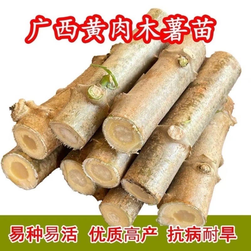 广西华南9号黄心木薯苗