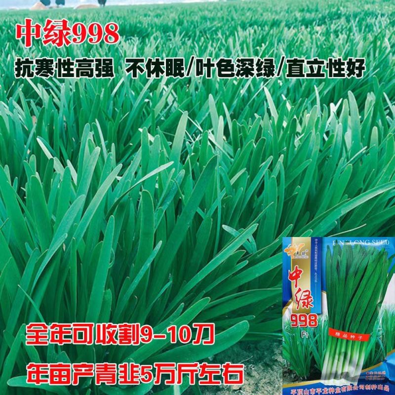 平龍中绿998韭菜种籽高产抗病冬季不休眠宽叶韭菜种孑四季