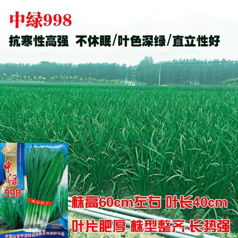 平龍中绿998韭菜种籽高产抗病冬季不休眠宽叶韭菜种孑四季