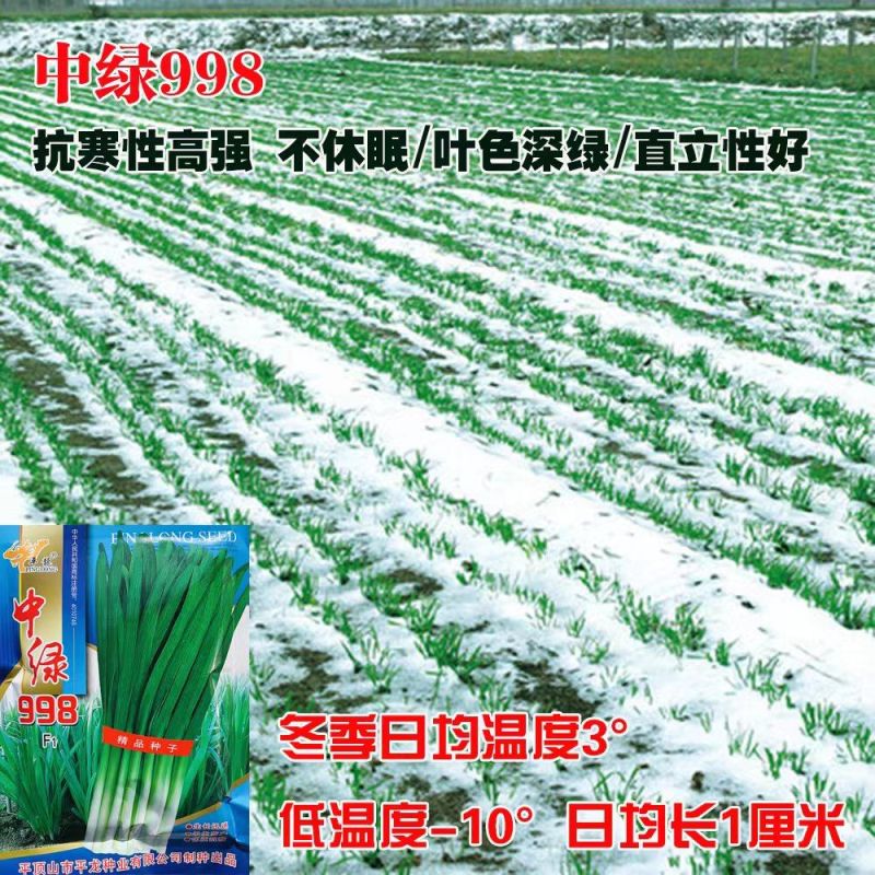 平龍中绿998韭菜种籽高产抗病冬季不休眠宽叶韭菜种孑四季