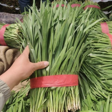 汝州基地韭菜大量供应，产地直发，质优价廉，