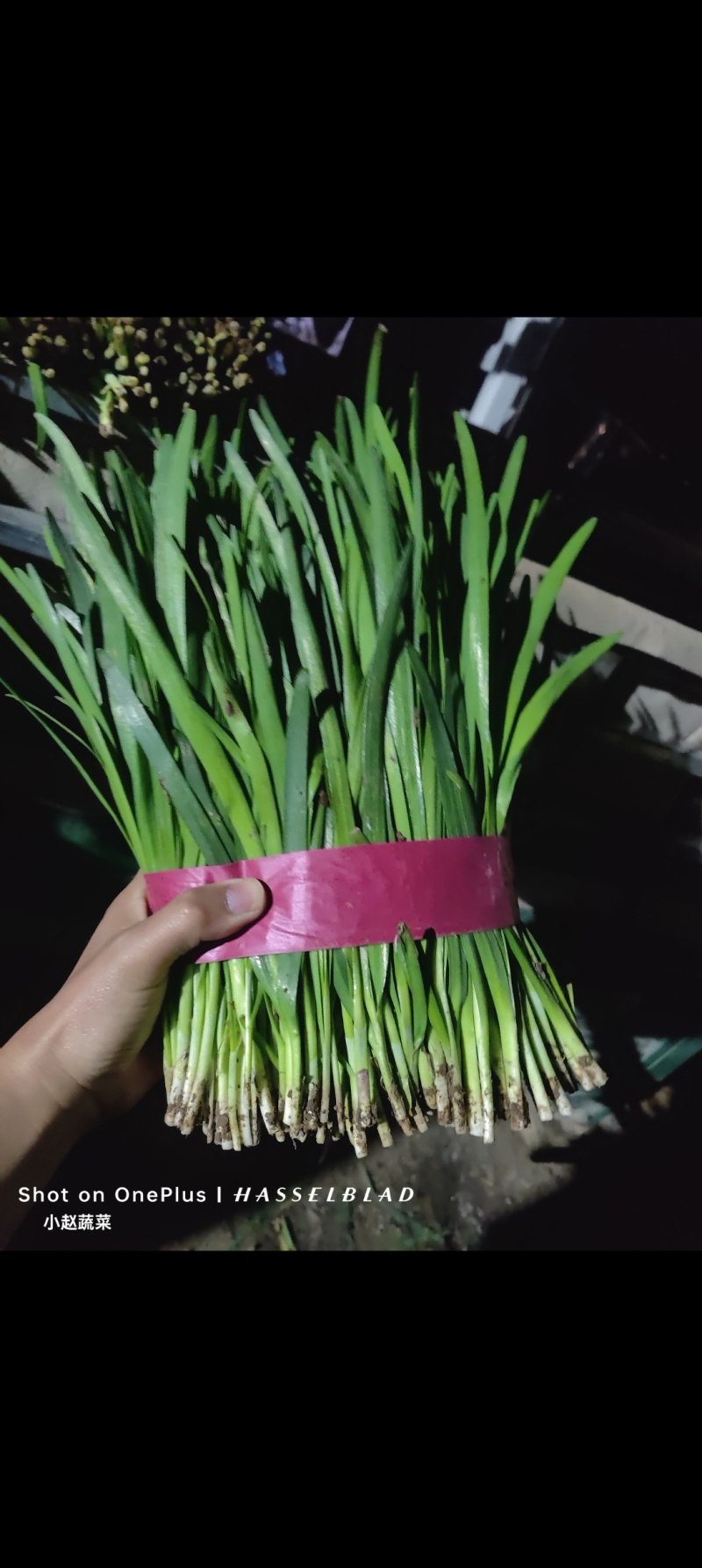 汝州基地韭菜大量供应，产地直发，质优价廉，