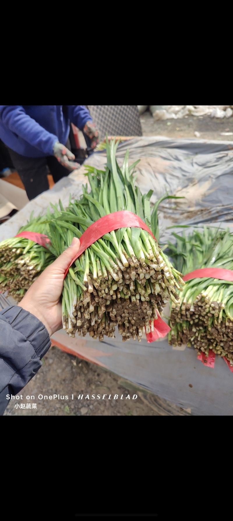 汝州基地韭菜大量供应，产地直发，质优价廉，