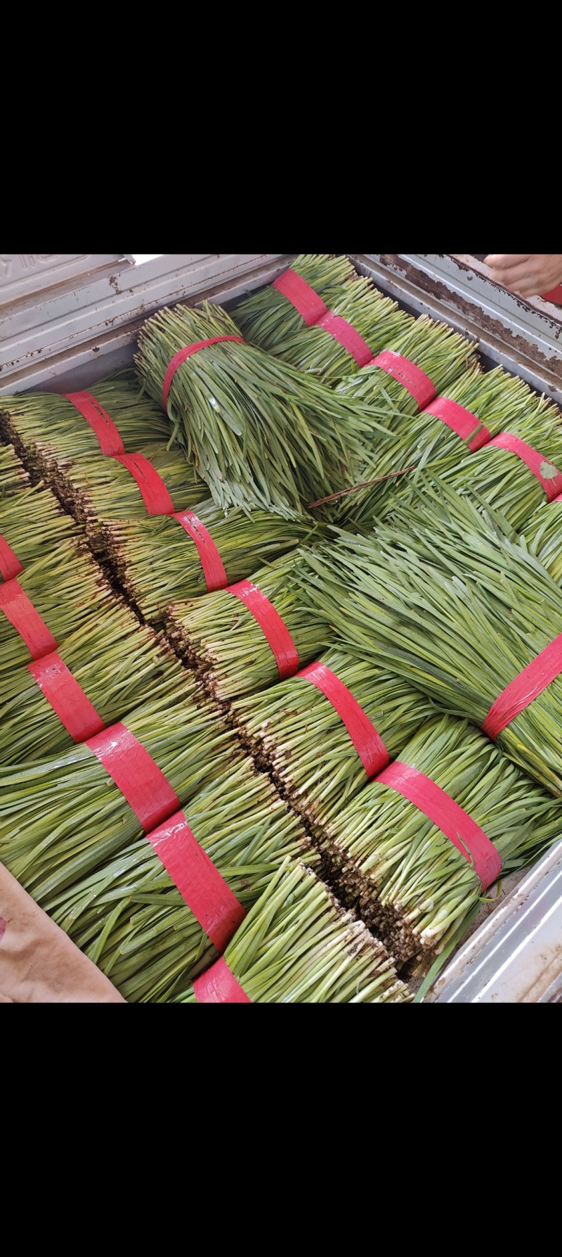 汝州基地韭菜大量供应，产地直发，质优价廉，