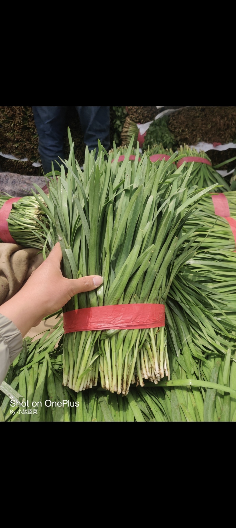 汝州基地韭菜大量供应，产地直发，质优价廉，