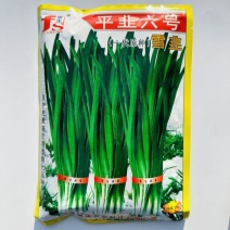 平韭六号韭菜种子一代原种分孽力强辛辣味浓耐热韭菜种子