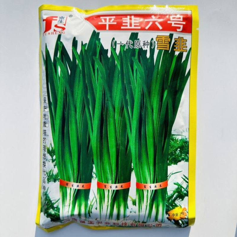 平韭六号韭菜种子一代原种分孽力强辛辣味浓耐热韭菜种子