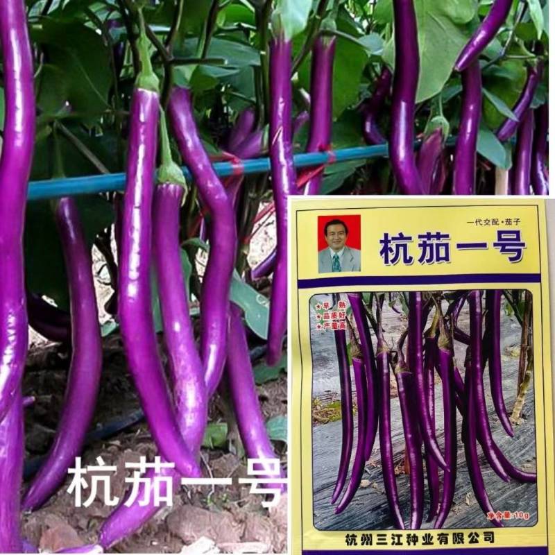 杭茄一号线茄种子早熟耐寒茄子种子高产紫红肉质细嫩果型顺直