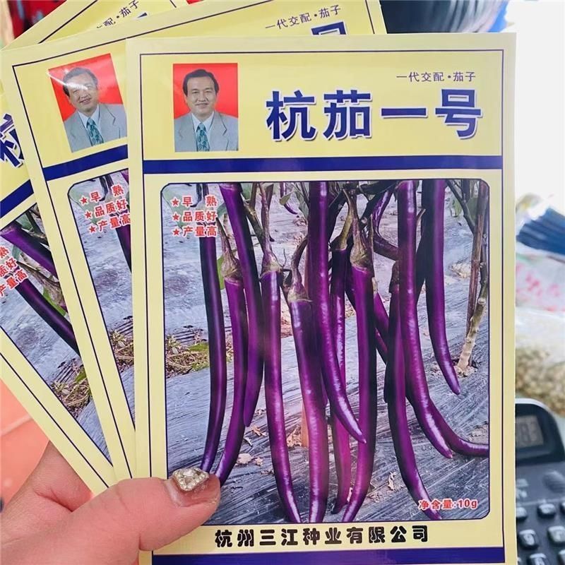 杭茄一号线茄种子早熟耐寒茄子种子高产紫红肉质细嫩果型顺直