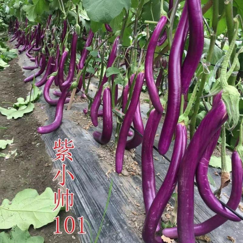 杭茄一号线茄种子早熟耐寒茄子种子高产紫红肉质细嫩果型顺直